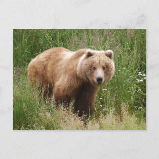 Carte Postale Closeuse d'ours, Brooks Falls Alaska (Devant)