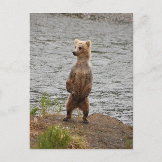 Carte Postale Closeuse d'ours, Brooks Falls Alaska (Devant)