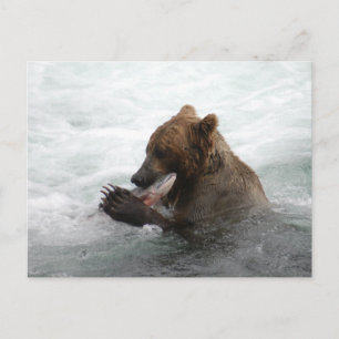 Carte Postale Closeuse d'ours, Brooks Falls Alaska