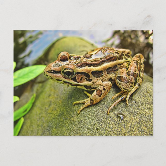 Carte Postale Closeuse d'une grenouille de Pickerel (Devant)