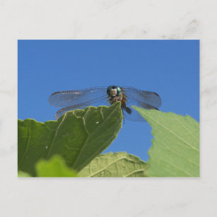 Carte Postale Closeuse d'une libellule contre un ciel bleu vif