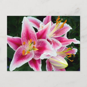 Carte Postale Closeuse Lily Orientale en pleine floraison