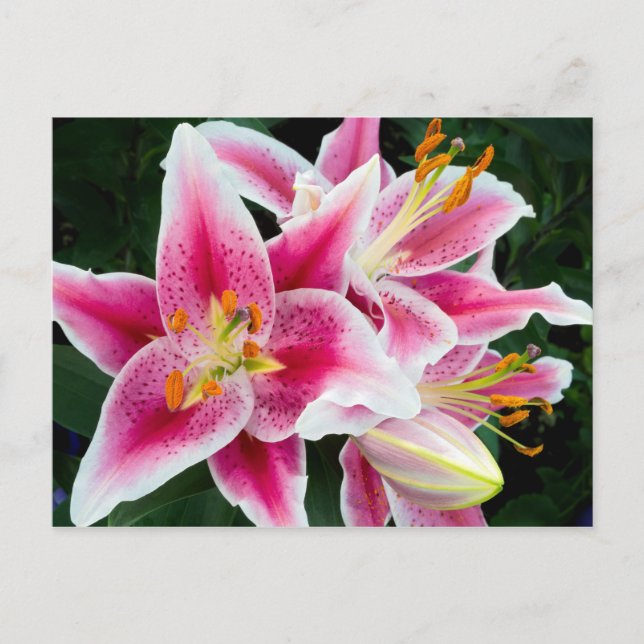 Carte Postale Closeuse Lily Orientale en pleine floraison (Devant)