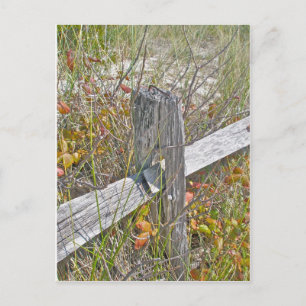 Carte Postale Clôture et poison Ivy IBSP NJ Éléments de coordina