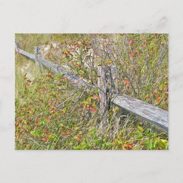 Carte Postale Clôture et poison Ivy IBSP NJ Éléments de coordina (Devant)