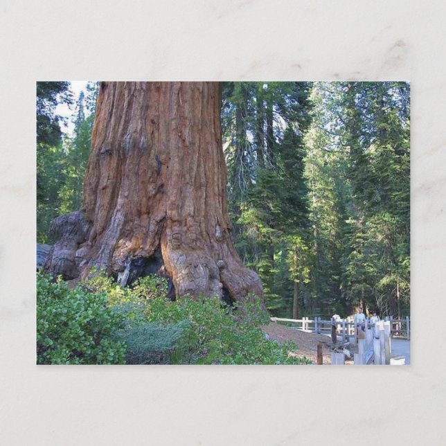 Carte Postale Clôtures en écorce de forêts de séquoias (Devant)