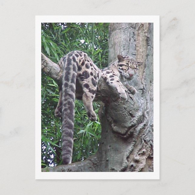 Carte postale Cloud Leopard (Devant)