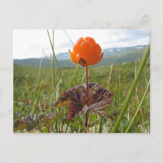 Carte postale Cloudberry