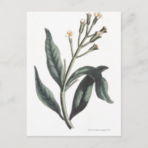 Carte Postale Clove
