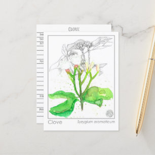 Carte Postale Clove Spice Materia Medica Monograph Herbal