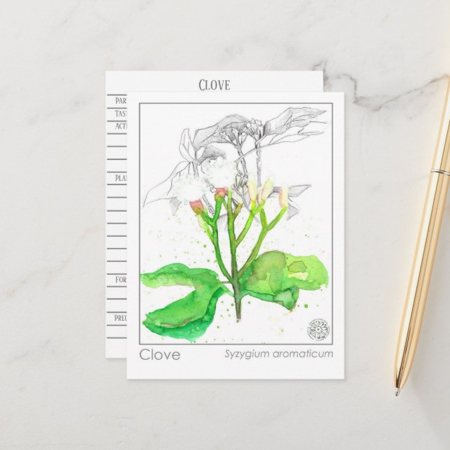 Carte Postale Clove Spice Materia Medica Monograph Herbal (Devant/Arrière en situation)