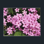 Carte Postale Clover flowers - Postcard<br><div class="desc">Postcard with picture of clover flowers. Ideal for any occasion!</div>