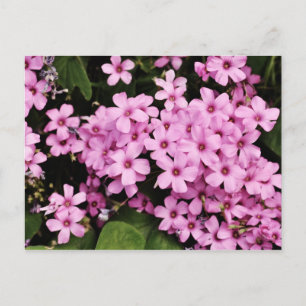 Carte Postale Clover flowers - Postcard