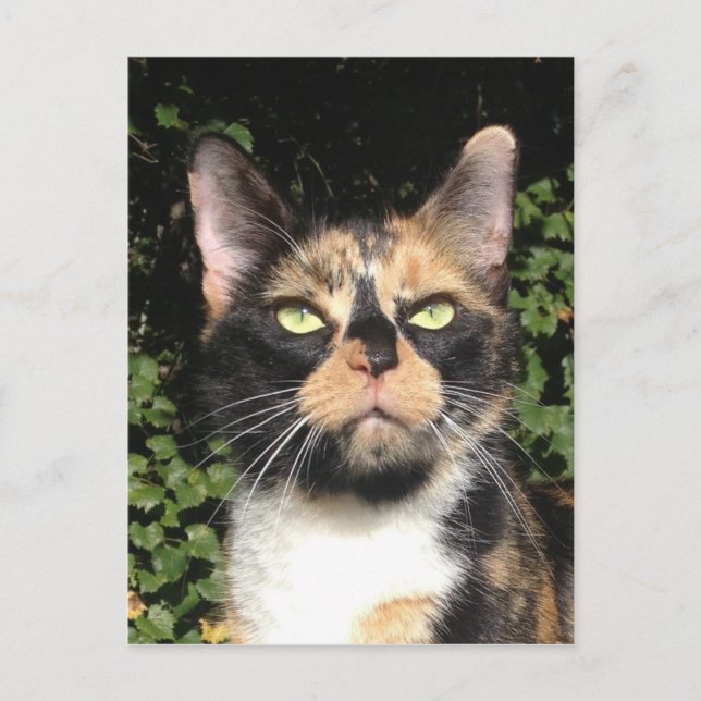 Carte Postale Clover le Calico (Devant)