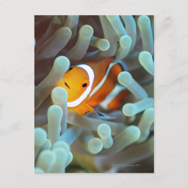 Carte Postale Clown anemonefish (Devant)