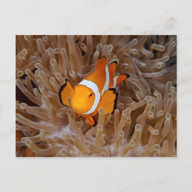 Carte Postale Clownfish - Molokai (Devant)