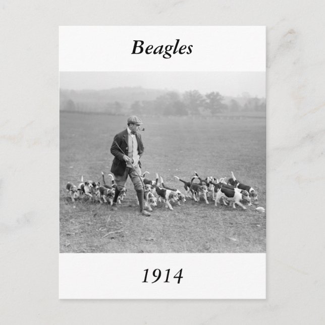 Carte Postale Club beagle, 1914 (Devant)
