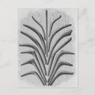 Carte Postale Clubs en forme de Boomerang et de boomerang