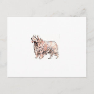 Carte Postale Clumber Spaniel