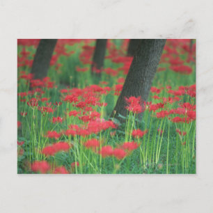 Carte Postale Cluster-amaryllis