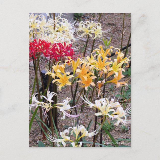 Carte Postale Cluster Amaryllis [Postcard] (Devant)