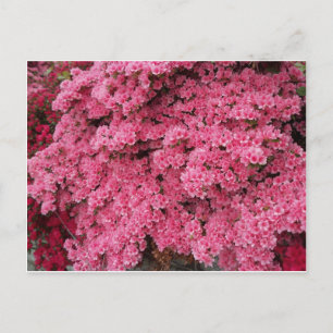 Carte Postale Cluster Azalea