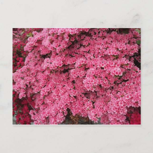 Carte Postale Cluster Azalea (Devant)