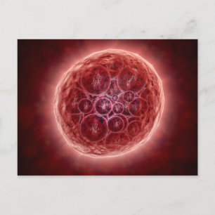 Carte Postale Cluster De Blastomères Formant Une Morula