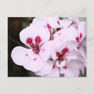 Carte Postale Cluster de fleurs de géranium blanc et rose
