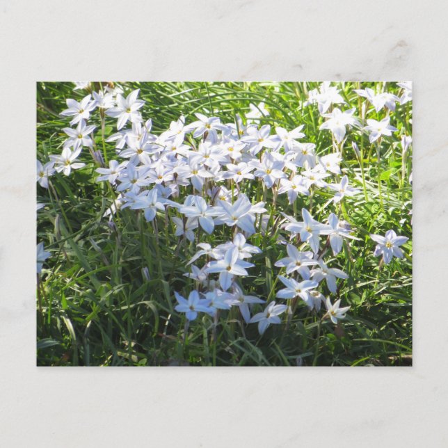 Carte Postale Cluster de flux (Devant)