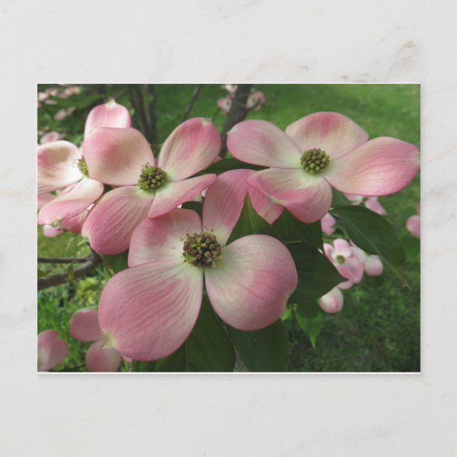 Carte Postale Cluster Dogwood (Devant)