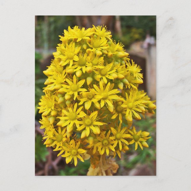 Carte Postale Clusters de fleurs jaunes (Devant)