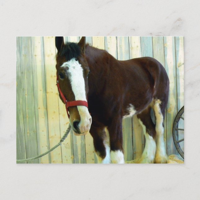 Carte Postale Clydesdale (Devant)