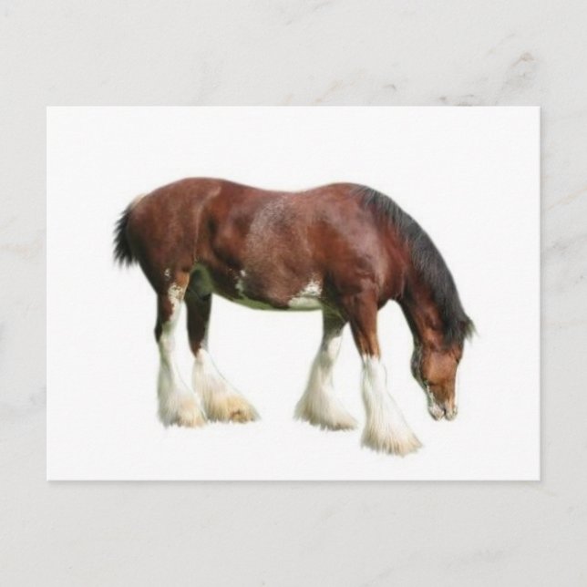 Carte Postale clydesdale (Devant)