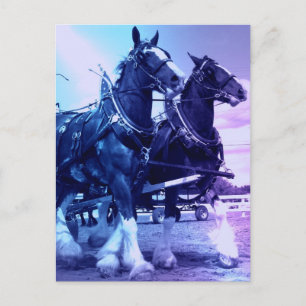 Carte postale Clydesdale