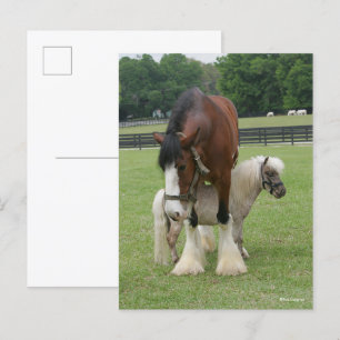 Carte Postale Clydesdale debout au-dessus de Miniature Pony