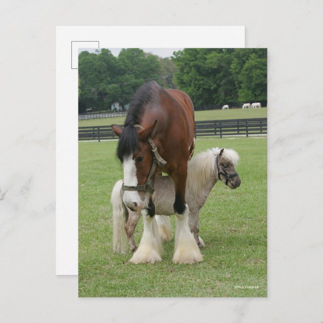 Carte Postale Clydesdale debout au-dessus de Miniature Pony (Devant / Derrière)