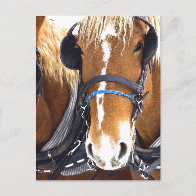 Carte postale Clydesdale Draft Hors (Devant)