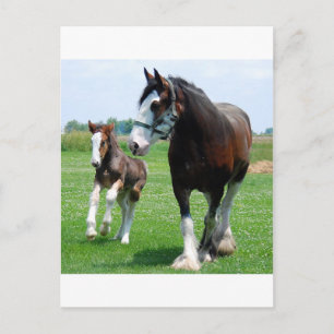 Carte Postale Clydesdale et Filly