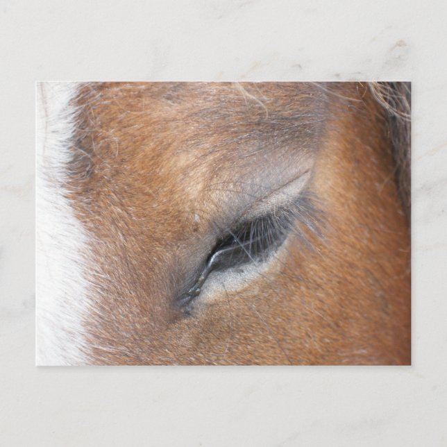 Carte Postale Clydesdale Eye (Devant)