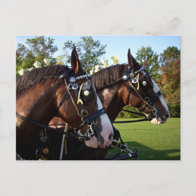 Carte postale Clydesdale Horse (Devant)