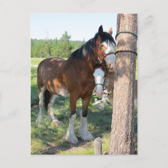 Carte Postale Clydesdale Mama and Baby (Devant)