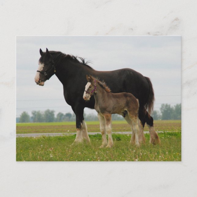 Carte Postale clydesdale mare et filly (Devant)