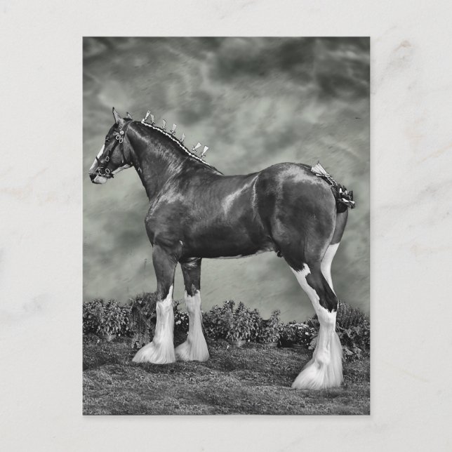 Carte Postale Clydesdale Stallion (Devant)