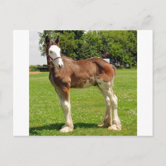 Carte Postale clydesdale stud (Devant)