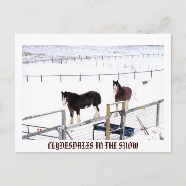 CARTE POSTALE CLYDESDALES DANS LA NEIGE (Devant)