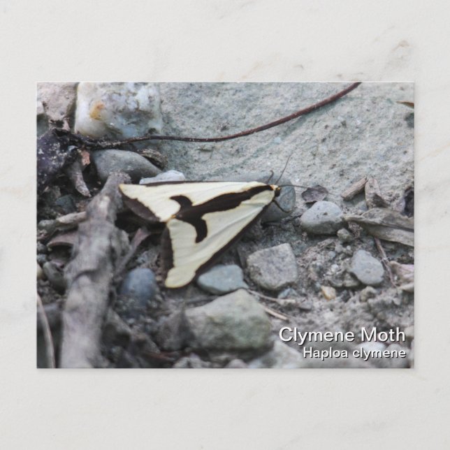 Carte Postale Clymene Moth (Devant)