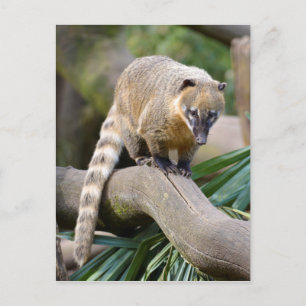 Carte Postale Coati à anneaux sur branche