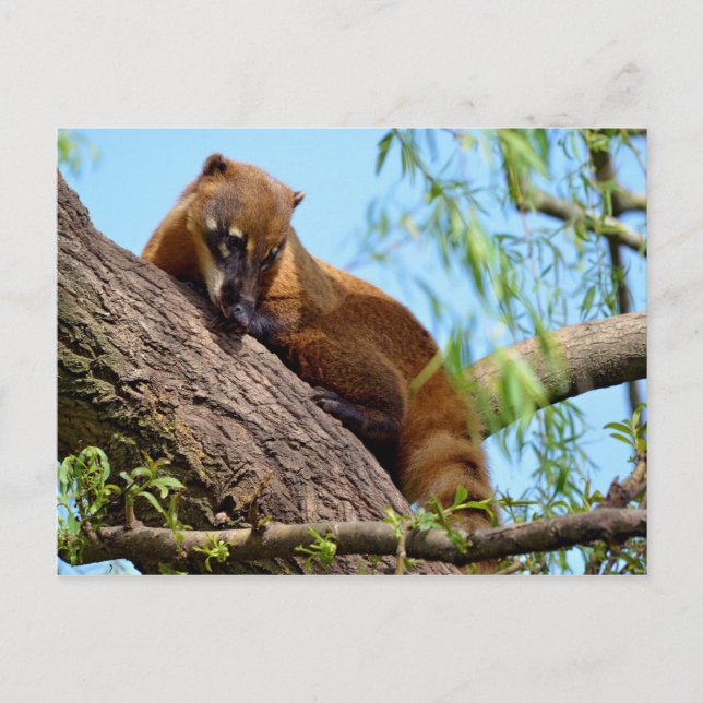 Carte Postale Coati sud-américain dans l'arbre (Devant)