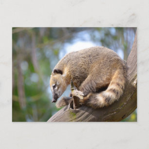 Carte Postale Coati sud-américain en succursale